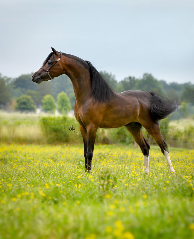 Hershey Remember Me, 2013 ASPC National Classic Grand Senior Stallion